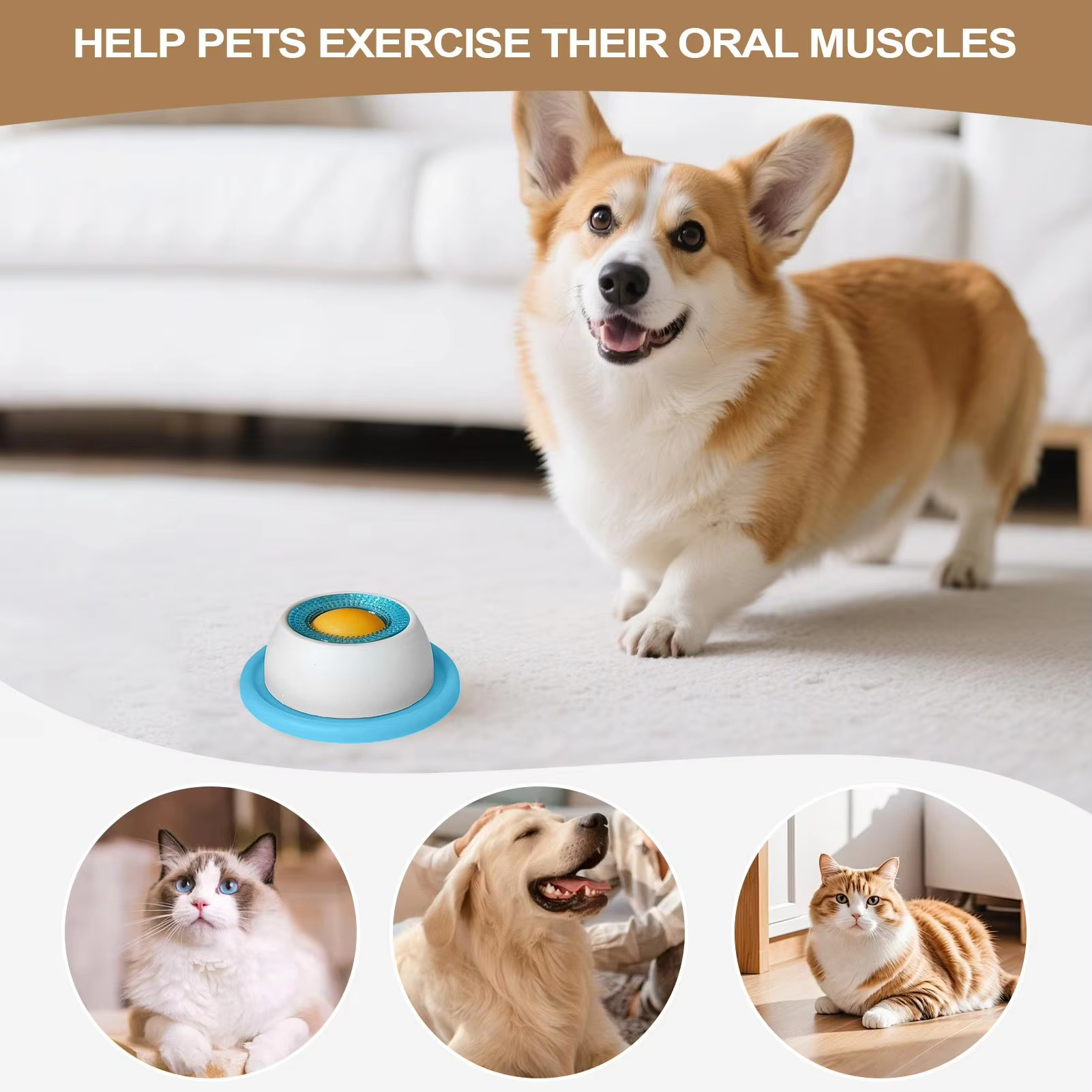 Pet Feeding Accessories Dog Tr - Health Wellness Items 리뷰 및 가격